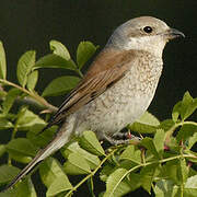 Red-backed Shrike