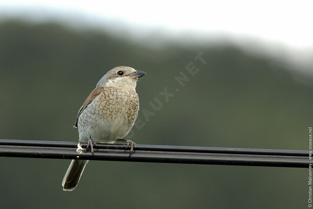 Red-backed Shrikeimmature