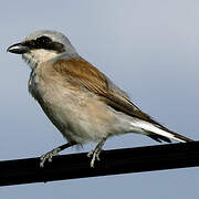 Red-backed Shrike