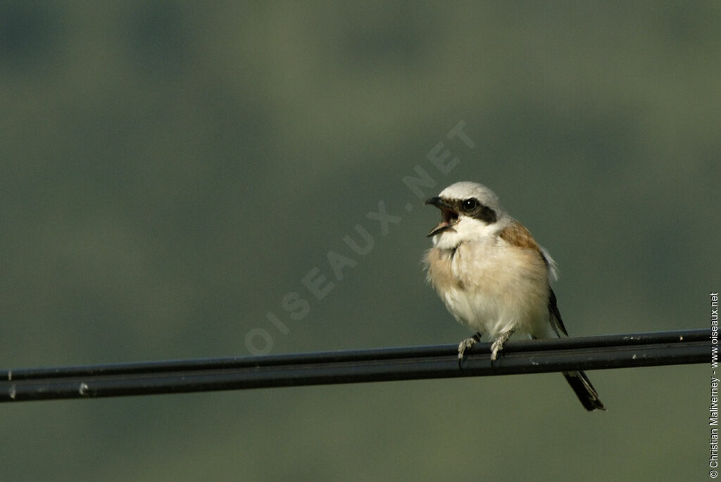 Red-backed Shrike male adult