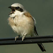 Red-backed Shrike