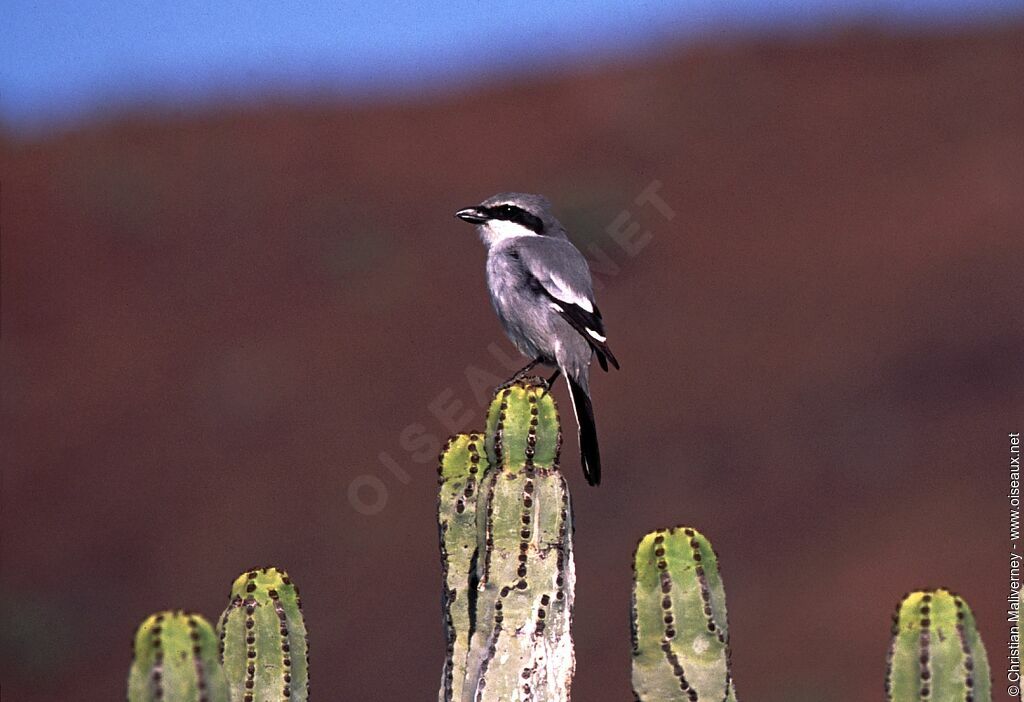 Great Grey Shrike male adult