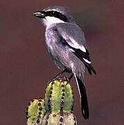 Great Grey Shrike