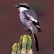 Great Grey Shrike