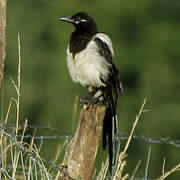 Eurasian Magpie