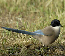 Iberian Magpie