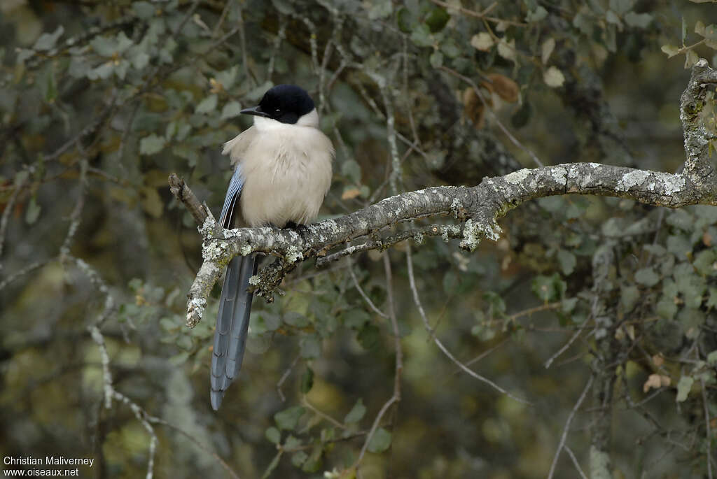 Pie ibériqueadulte, habitat, pigmentation