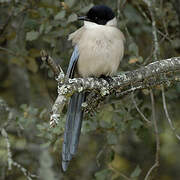 Iberian Magpie