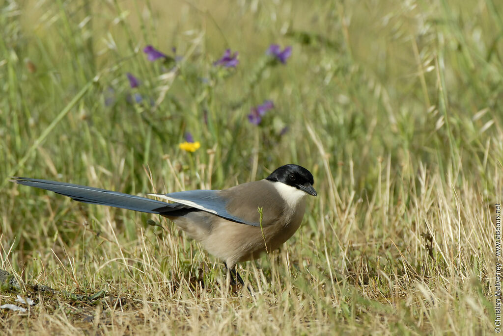 Iberian Magpieadult