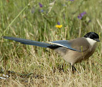 Iberian Magpie