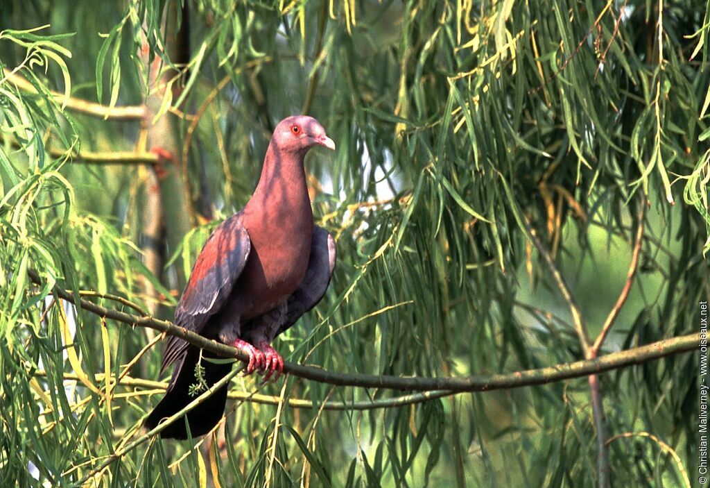 Red-billed Pigeonadult