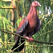 Red-billed Pigeon