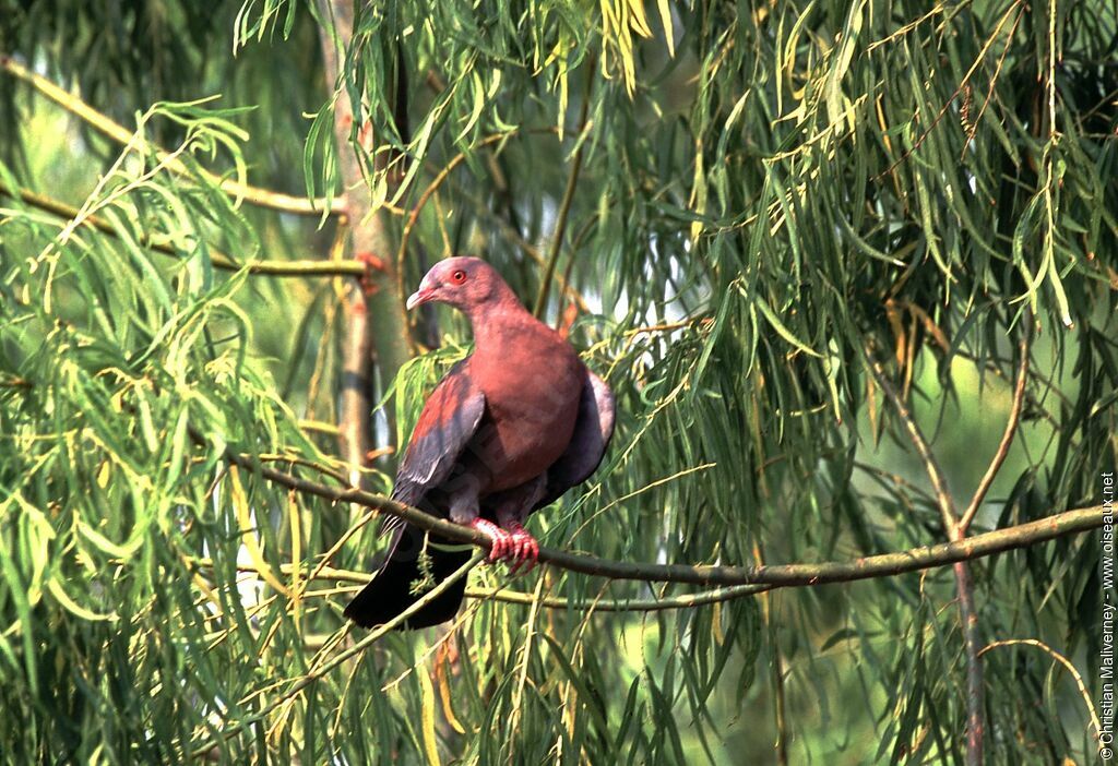 Red-billed Pigeonadult