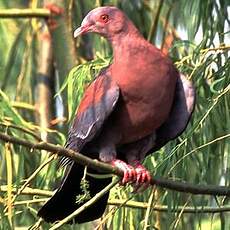 Pigeon à bec rouge