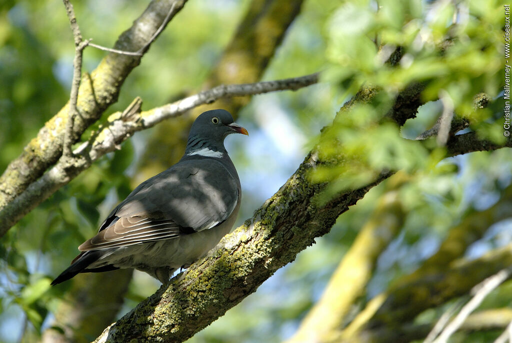 Common Wood Pigeonadult, identification