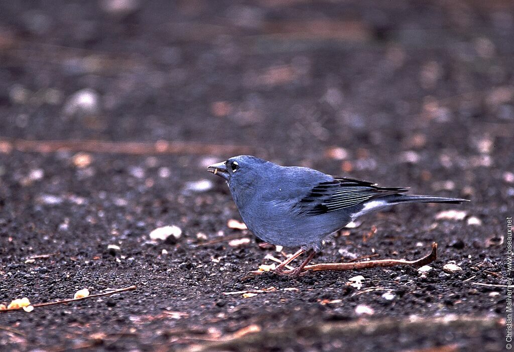 Pinson bleu mâle adulte