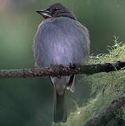 Tenerife Blue Chaffinch