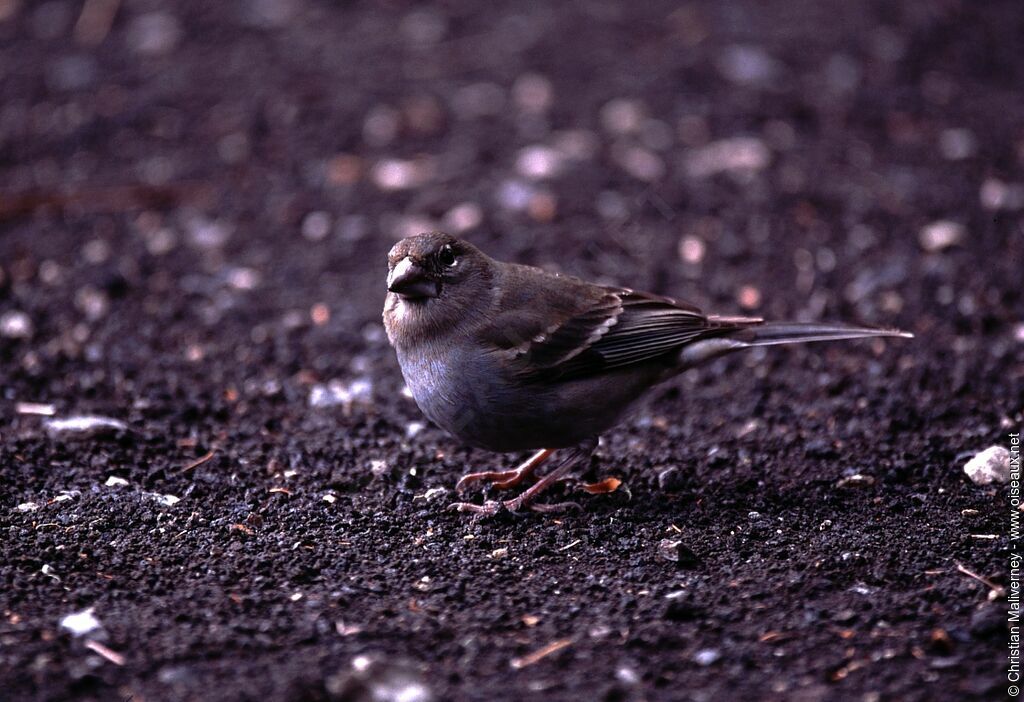 Tenerife Blue Chaffinch female adult