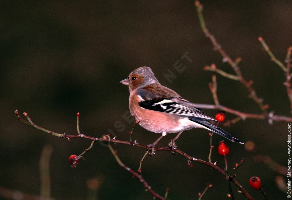 Common Chaffinch male adult post breeding