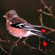 Eurasian Chaffinch