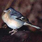 Eurasian Chaffinch