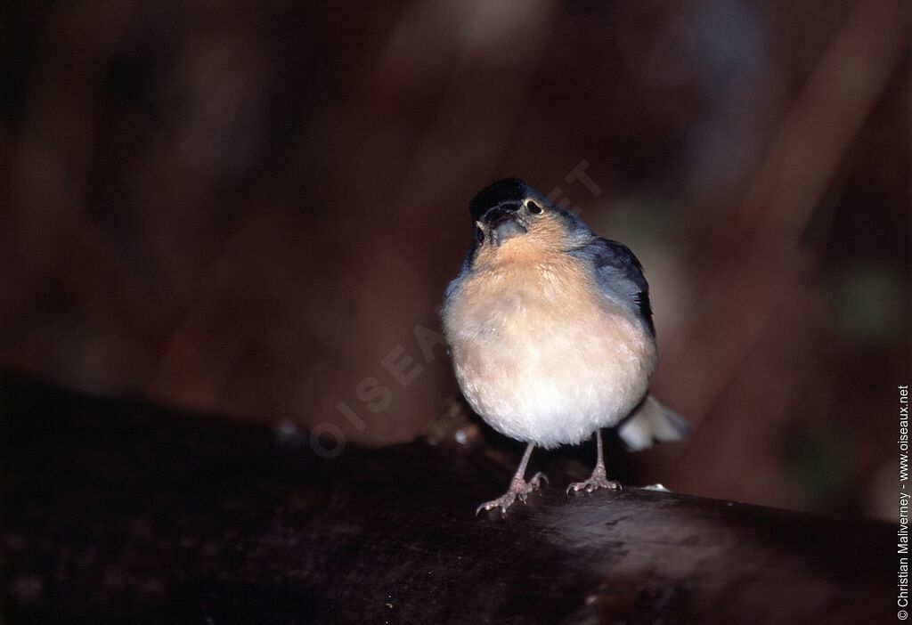 Eurasian Chaffinch male adult