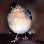 Common Chaffinch