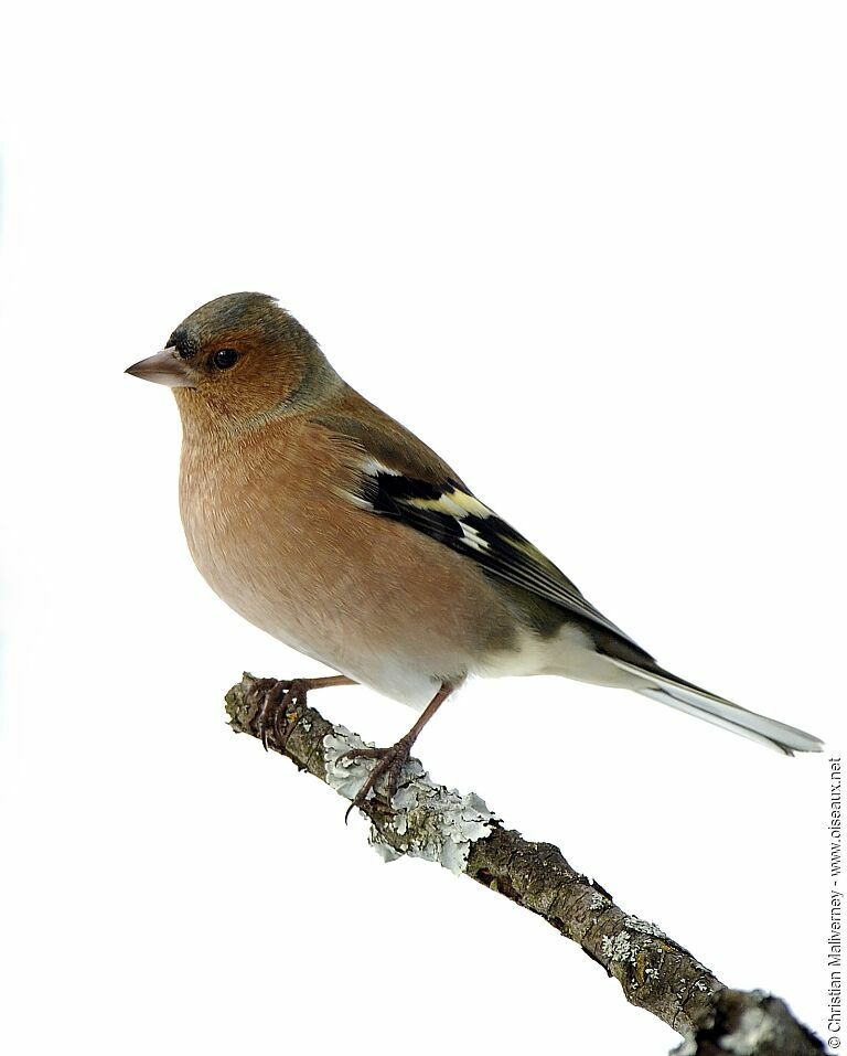 Common Chaffinch male adult post breeding