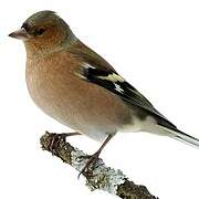 Eurasian Chaffinch