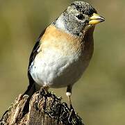 Brambling