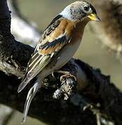 Brambling