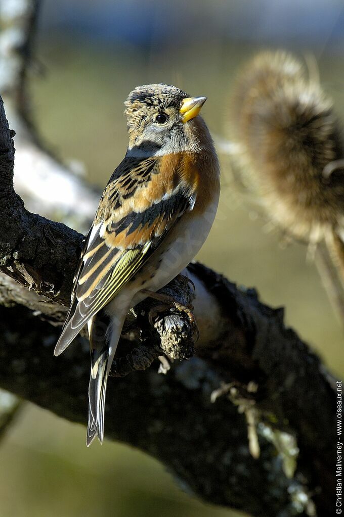 Brambling male