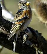 Brambling