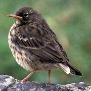 European Rock Pipit