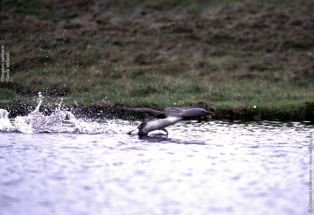 Red-throated Loon male adult breeding, Flight