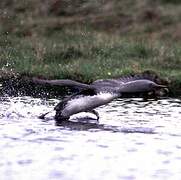 Red-throated Loon