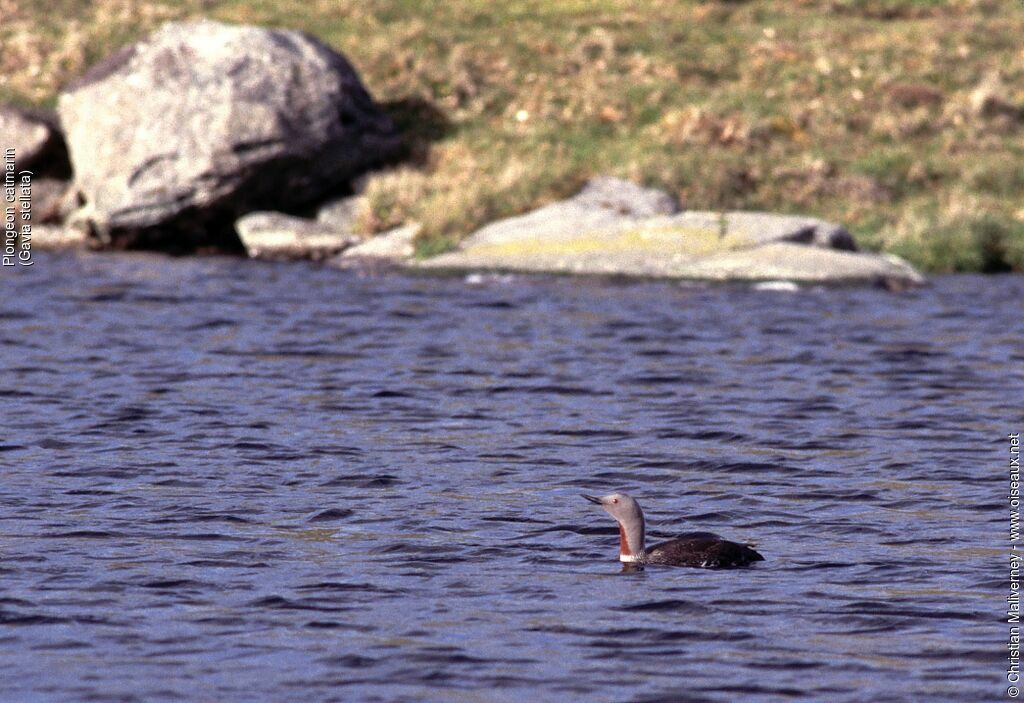 Red-throated Loon male adult breeding, identification