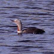 Red-throated Loon