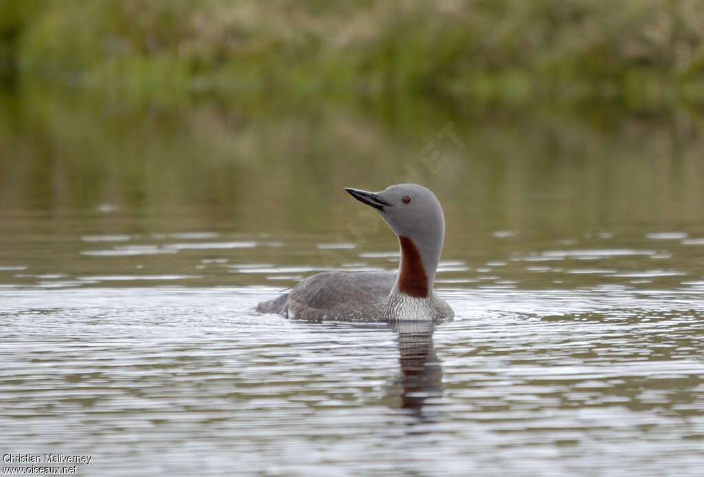 Red-throated Loonadult breeding, close-up portrait