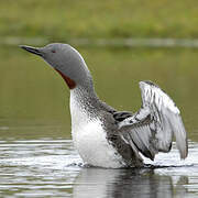 Red-throated Loon