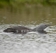 Red-throated Loon