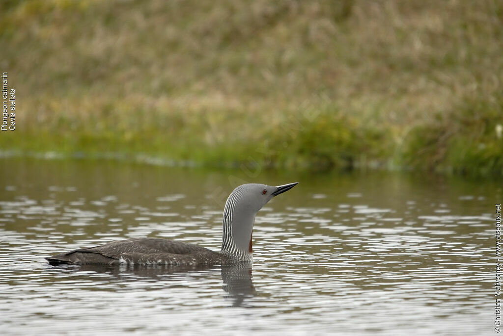 Plongeon catmarinadulte nuptial, identification