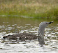 Red-throated Loon