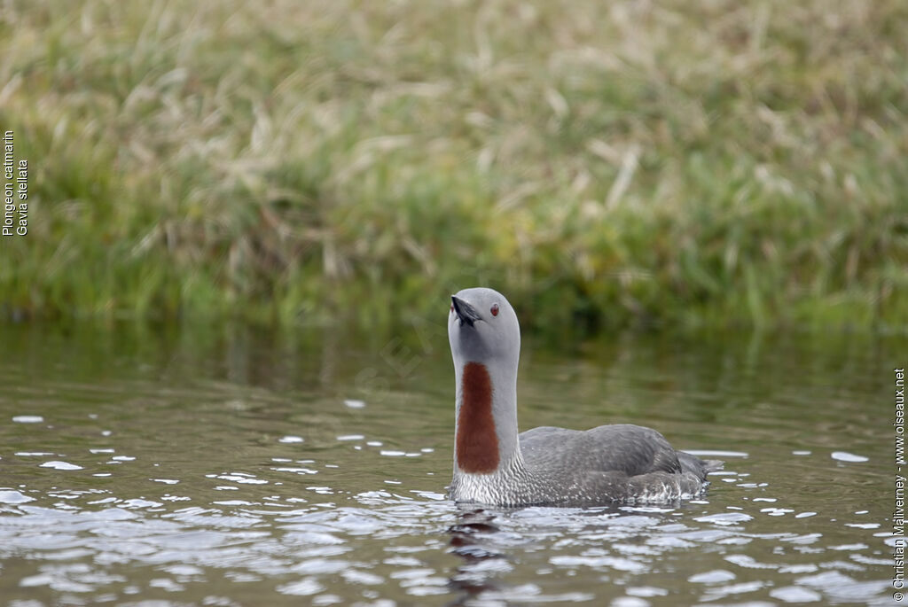 Red-throated Loonadult breeding, identification