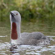 Red-throated Loon