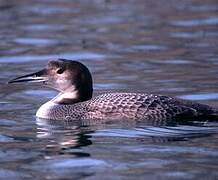 Common Loon