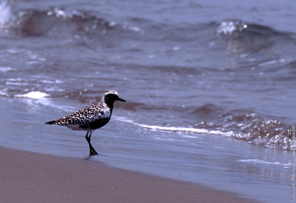 Grey Plover male adult breeding