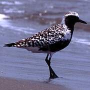 Grey Plover