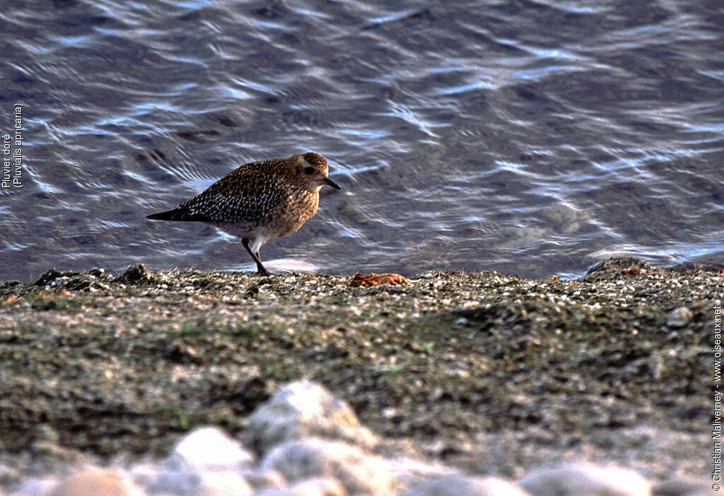 European Golden Plover male adult post breeding, identification