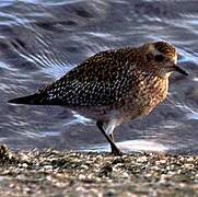 European Golden Plover